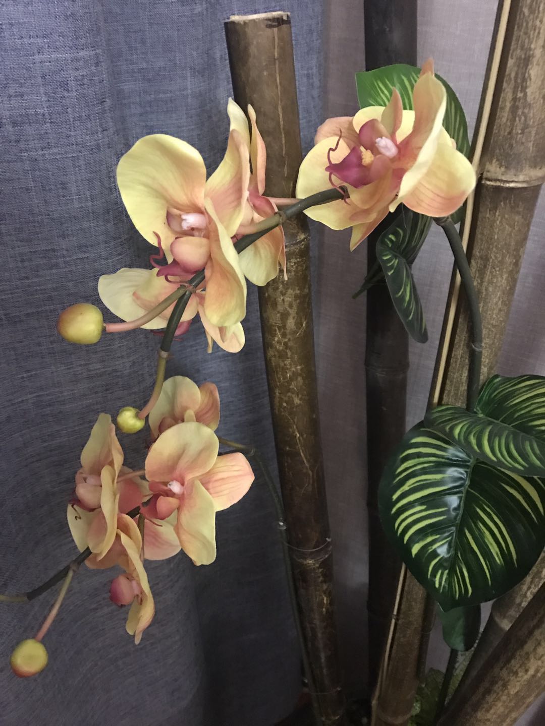 泉州水疗日式会所，享受极致放松之旅